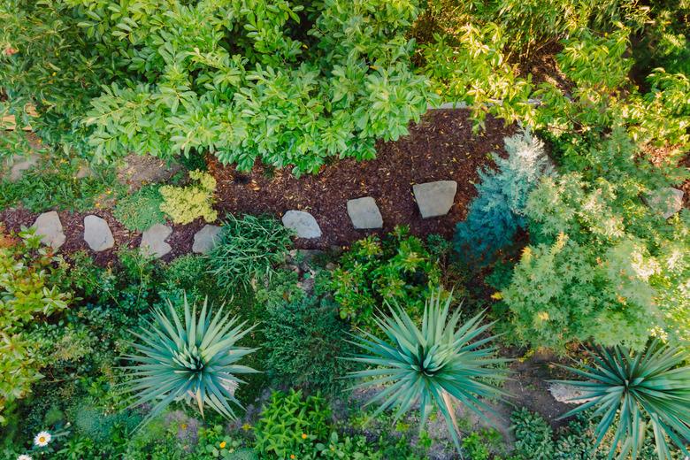 Landscape design with garden path bordered by yuccas and other plants.