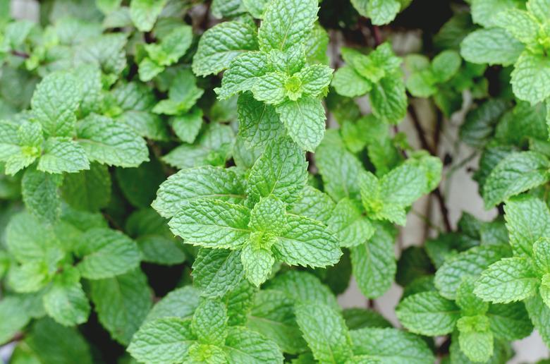 lemon balm