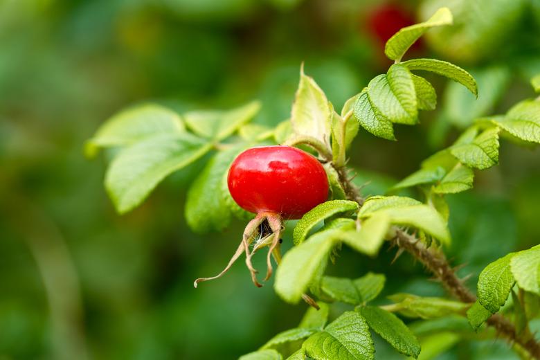 Dog rose red ripe hips fruits Rosa canina. Wild rosehips in nature