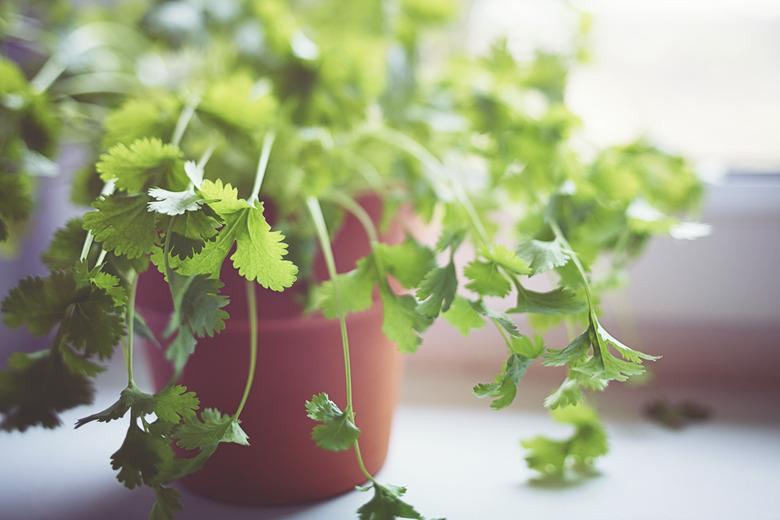 Cilantro plant growing in a pot by a bright window.