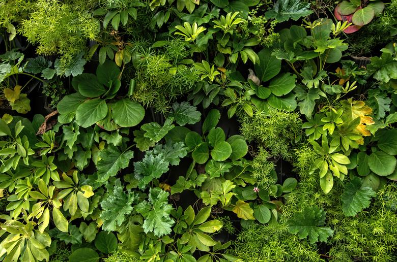 Living green wall