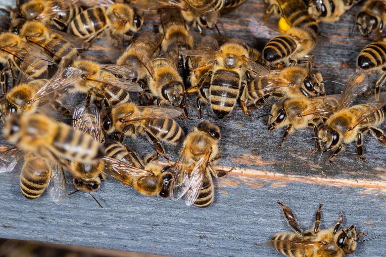 Honeybees at entrance to hive.