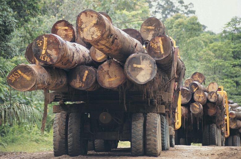 Lorries carrying logs on Sabahs main logging track close to the Kalimantan border,Borneo