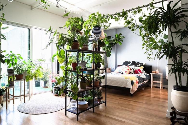 contemporary bedroom with lots of greenery, plants hanging from the ceiling and acting as a room divider