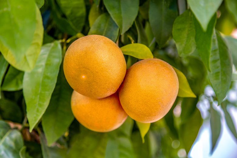 Grapefruit ripens at the organic household in the south. Authentic farm series.