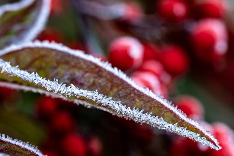 Frost on leaf.