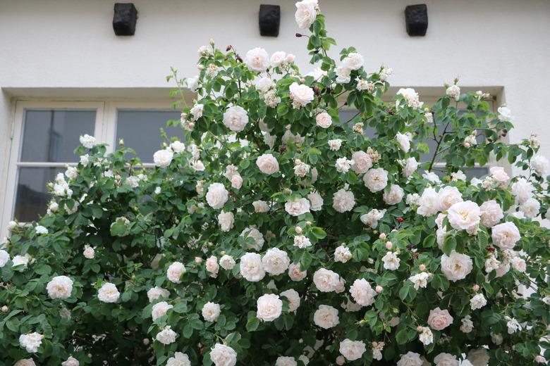 White roses in a garden in Visby, Sweden