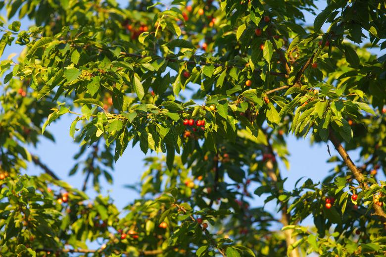 cherry Tree with red ripe fresh cherries