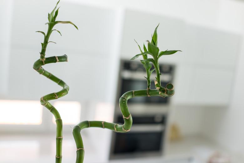 Green Bamboo in my home on white background