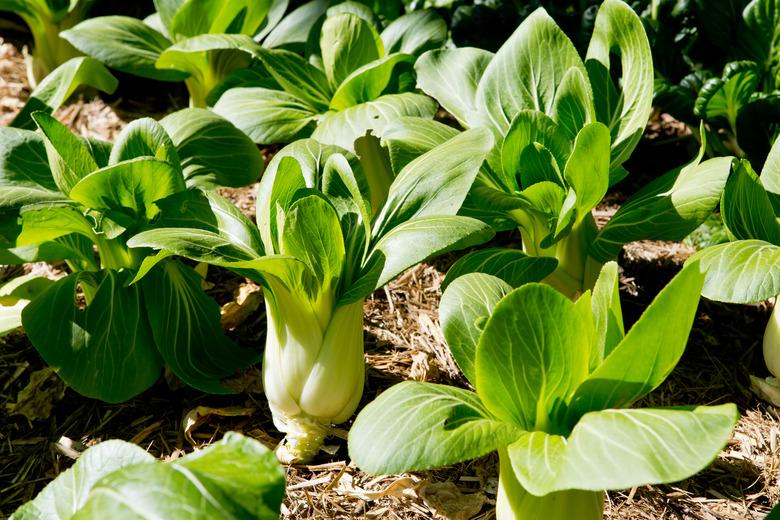 Bok Choy growing in vegetable garden