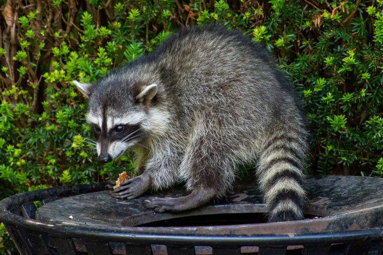 Raccoons (Procyon lotor) eating garbage or trash in a can invading the city in Stanley Park, Vancouver British Columbia, Canada.