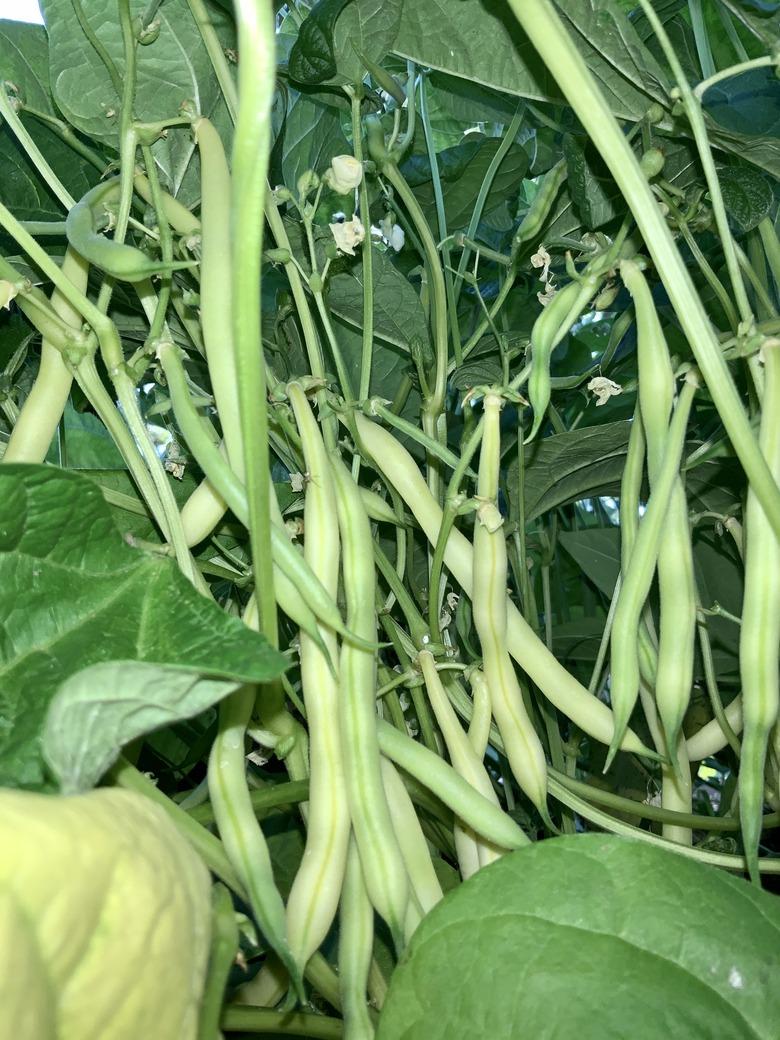 Green Beans Ready for Harvest