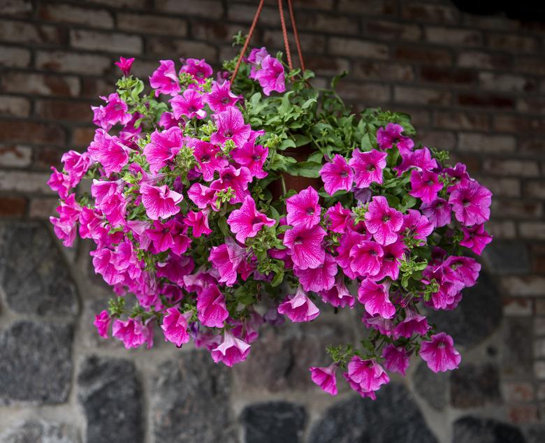 Beautiful purple petunias in hanging pots outdoors