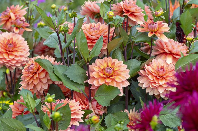 Close-up image of the beautiful summer flowering orange 