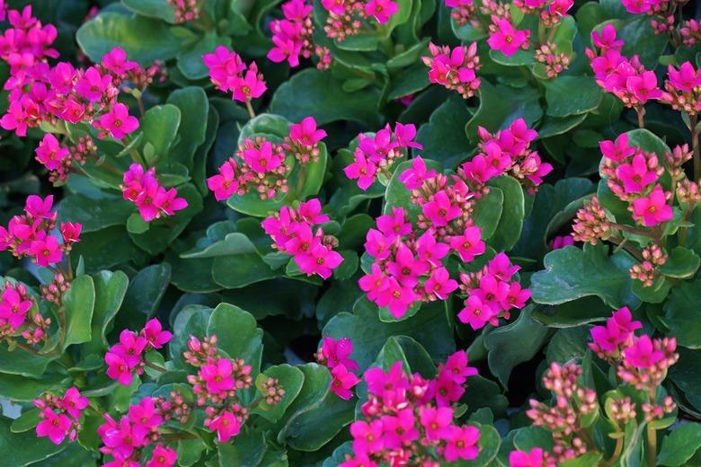 Kalanchoe Plants