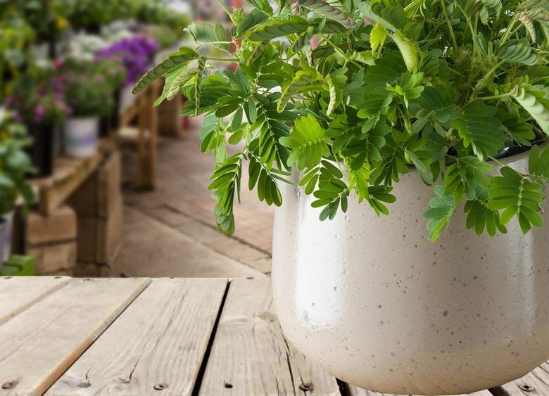 Mimosa Pudica Plant