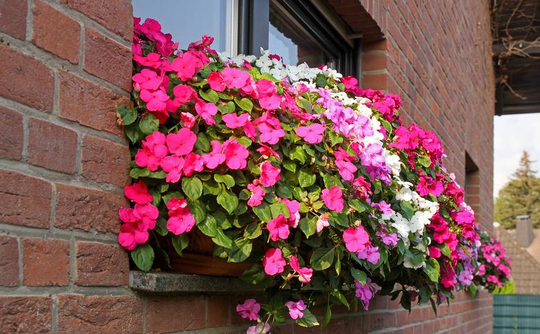 Impatiens flowers in window planter.