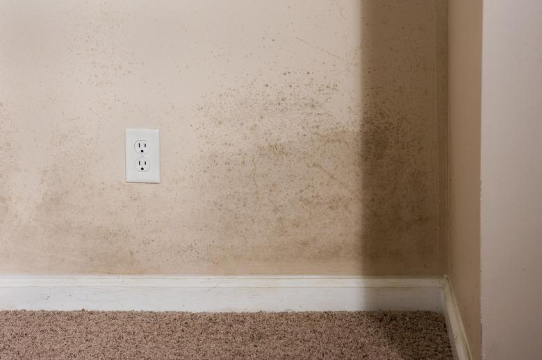 Mold on walls.