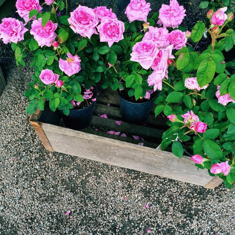 Pots with beautiful pink roses