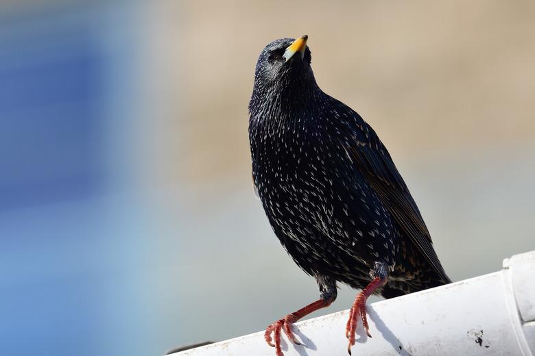 Common starling (sturnus vulgaris)