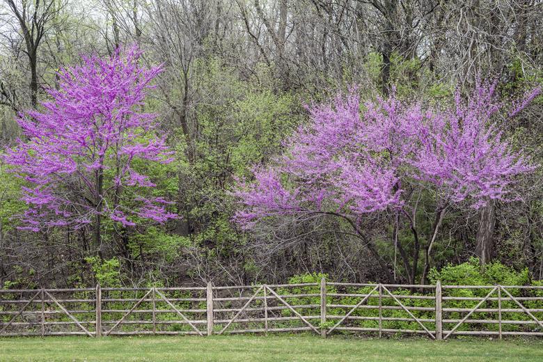 Redbud Trees and Fence