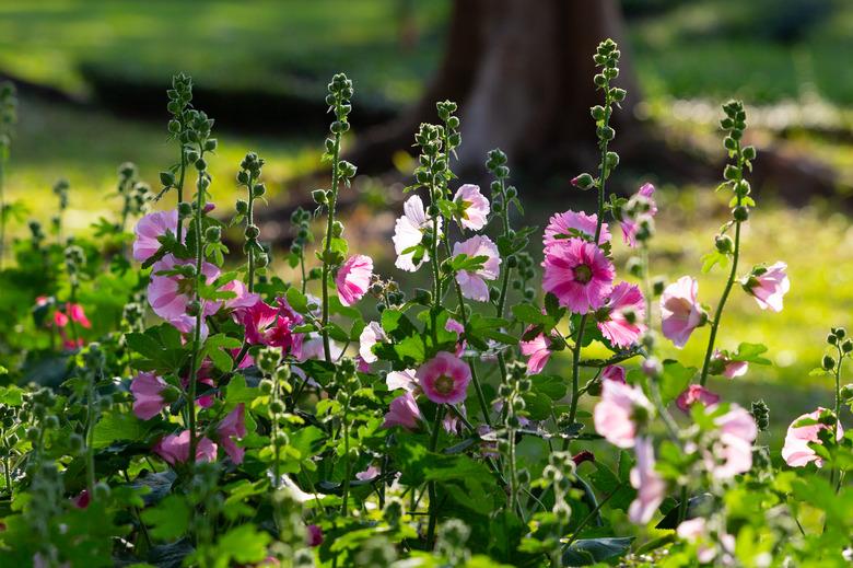 Beautiful colorful hollyhock flowers under the afternoon sun.