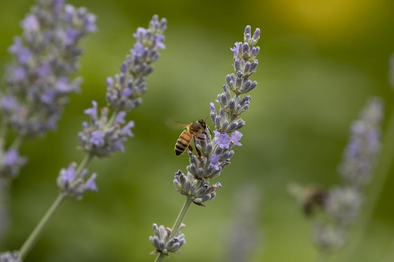 Bee and lavender