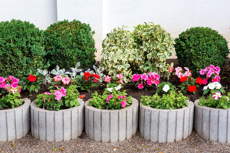 flower bed with leafy bushes and gray stone flowerpots with a blooming petunia, decor of the backyard.