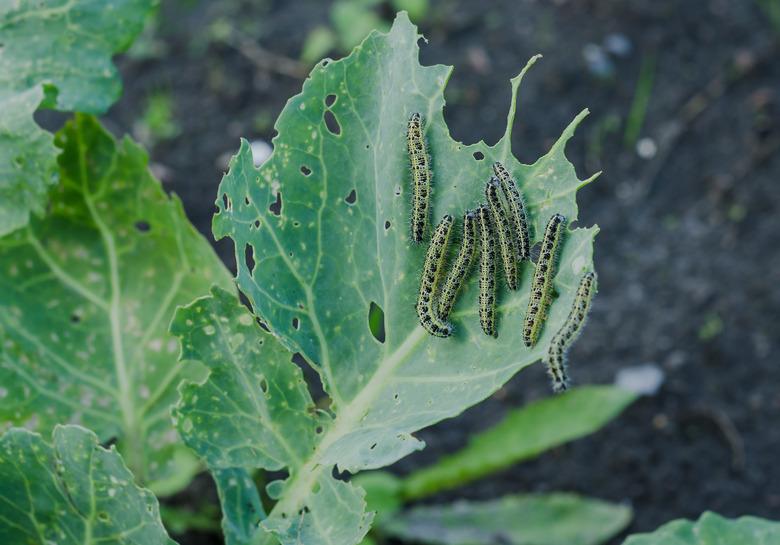 Many caterpillars eat cabbage