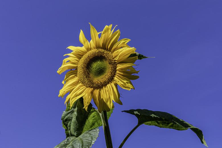 Sunflower Head