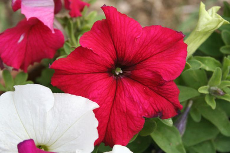 pentunias