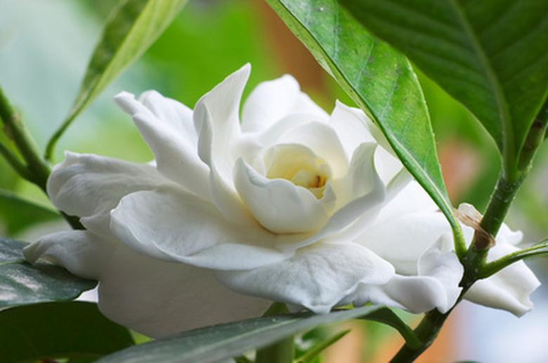 gardenia