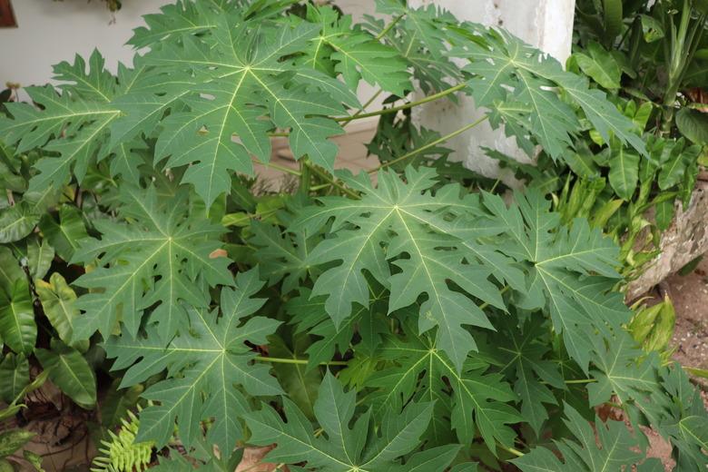 Residential Garden With Papaya Tree