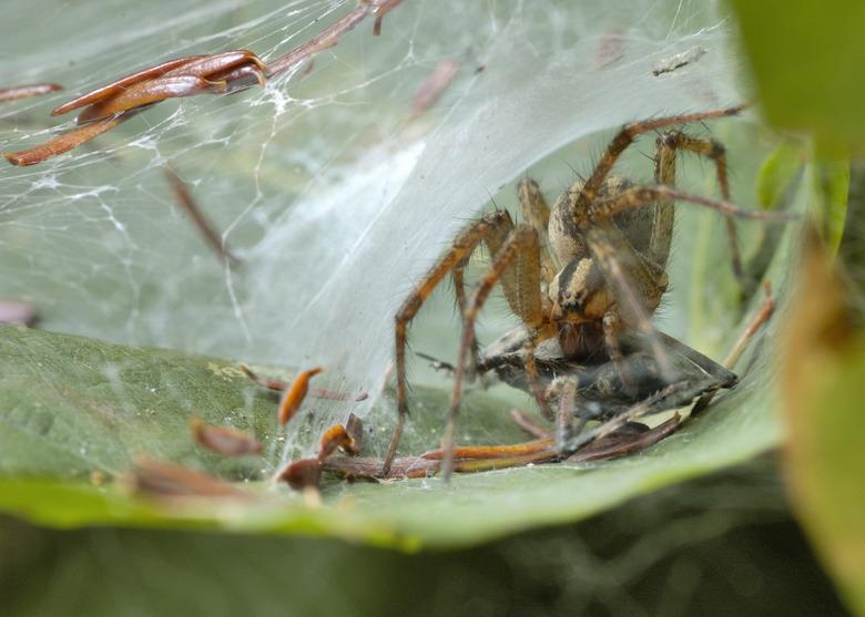 Wolf Spider