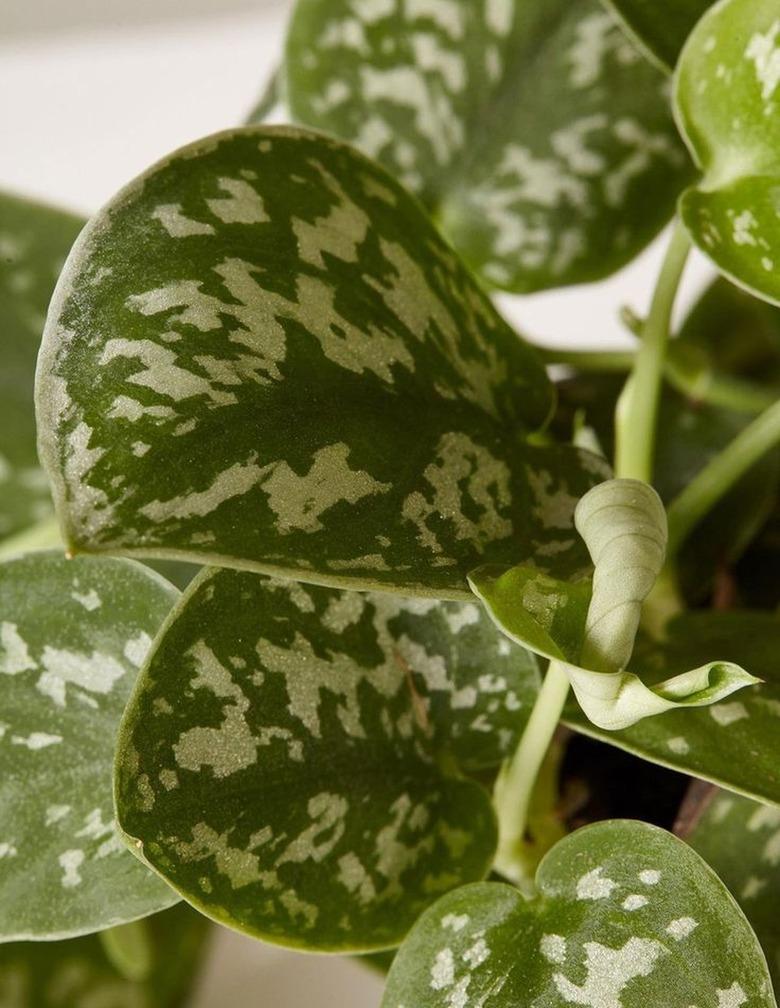 leaves of a silver satin plant