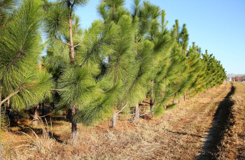 Young pine trees growing in a straight line