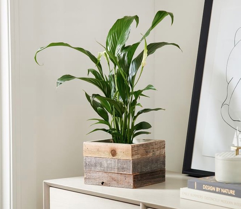 Peace Lily plant in wood planter