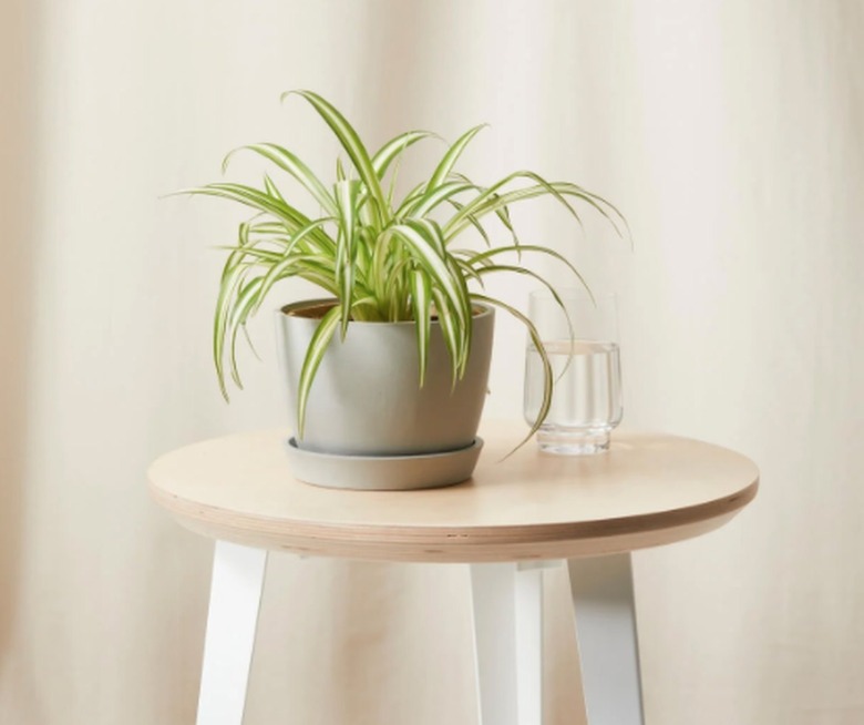 Spider Plant in gray planter on table