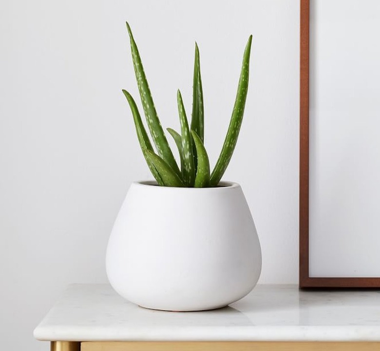 Aloe Vera Plant in white planter