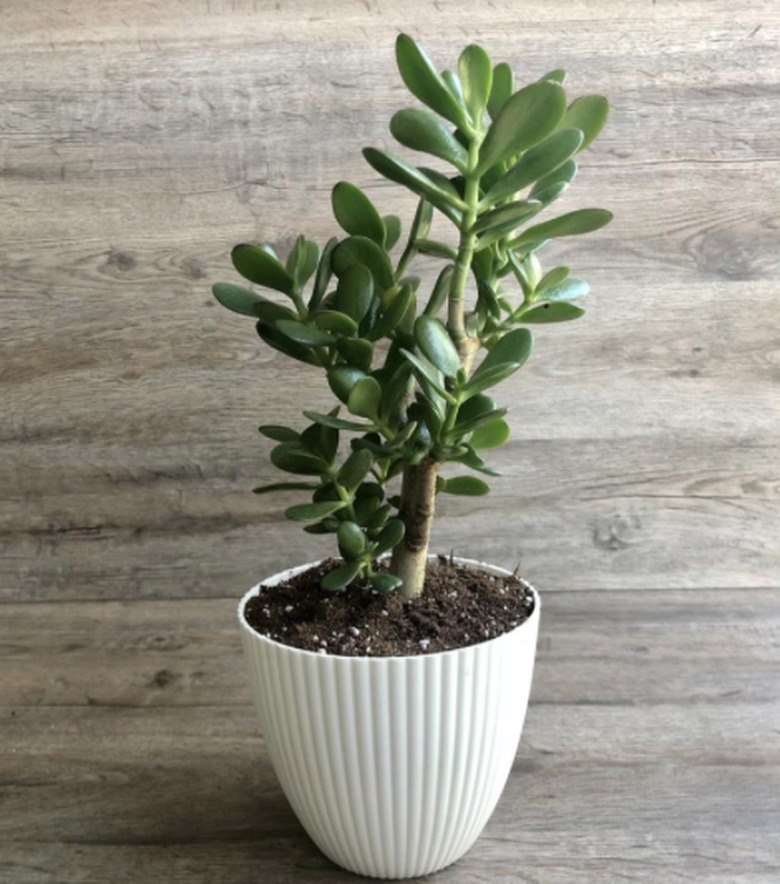 Jade plant in white planter