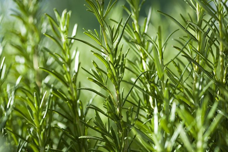 Close up image of rosemary growing in a garden