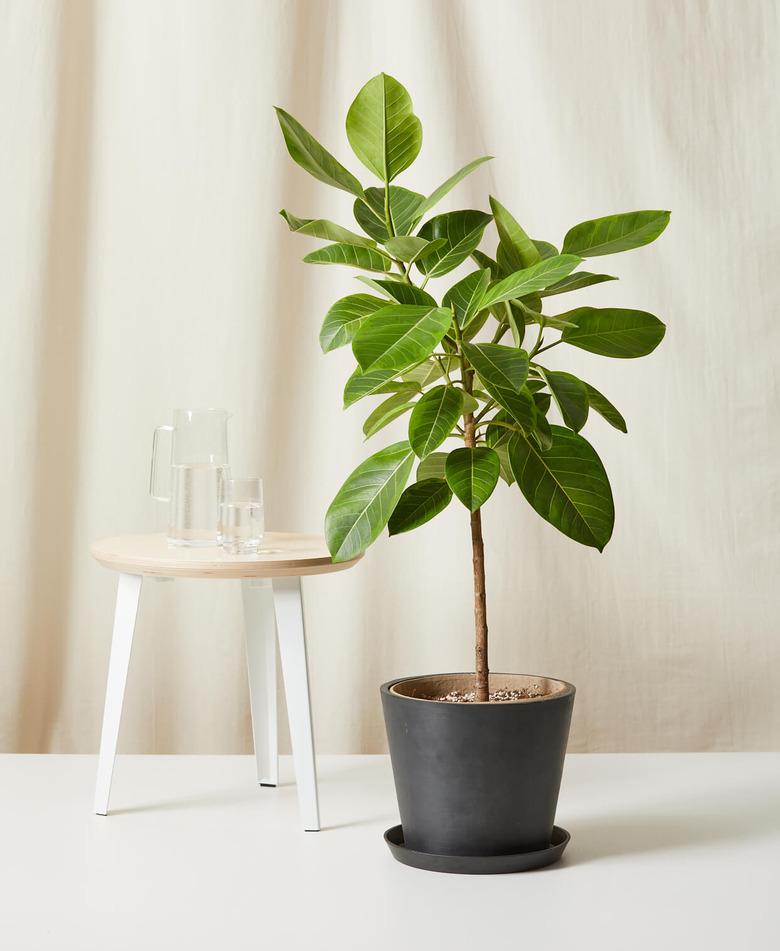 picture of a Ficus Altissima houseplant in front of a beige background