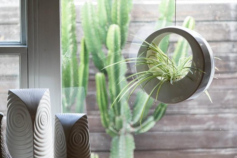 unusual houseplant hacks