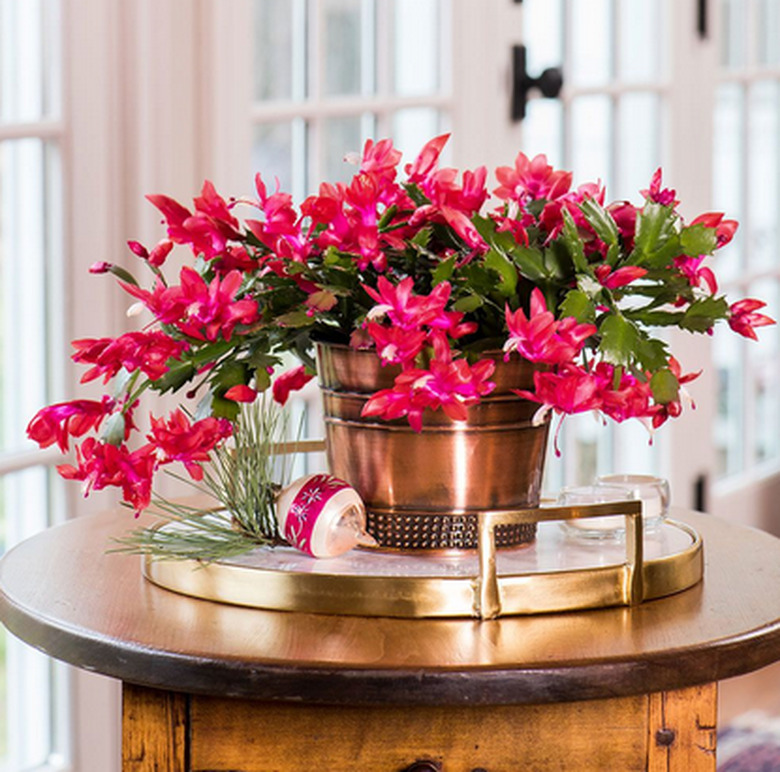 Christmas Cactus plant in gold planter