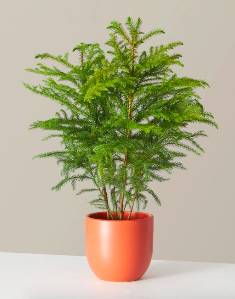 Norfolk Island Pine