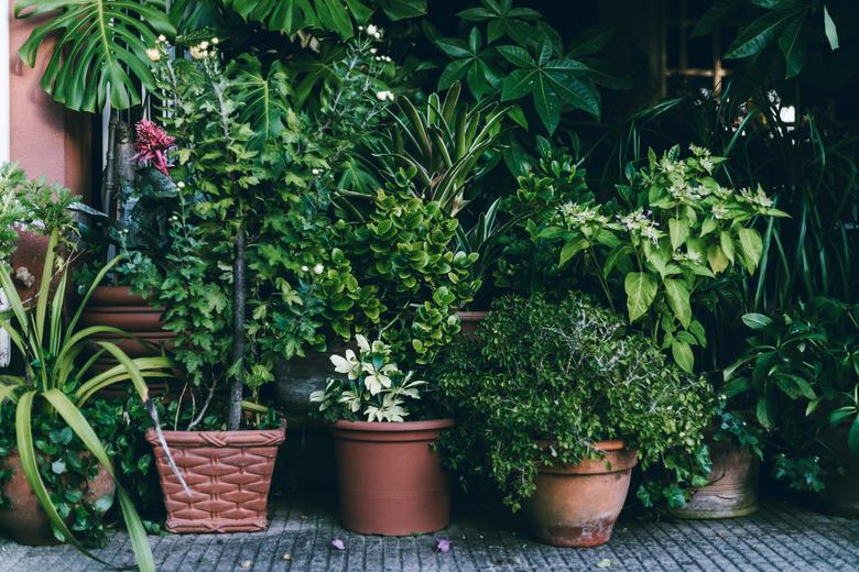 potted plants in  back yard