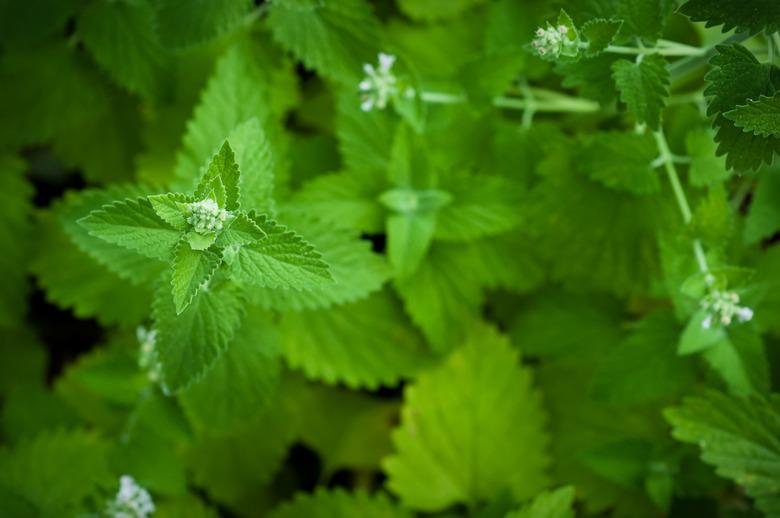 Catnip Flower Macro