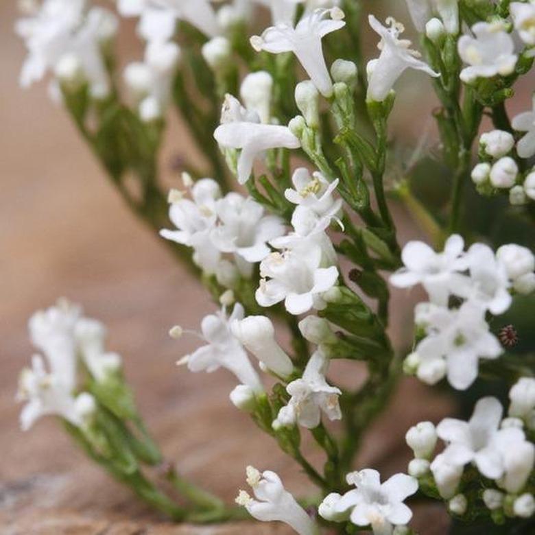 Valerian plant