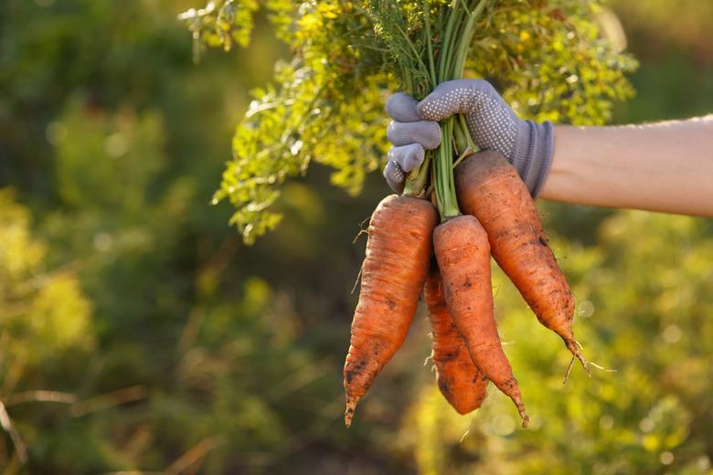 carrots in hands