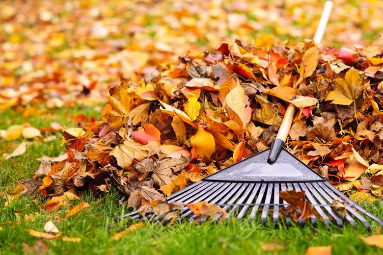 Fall leaves with rake